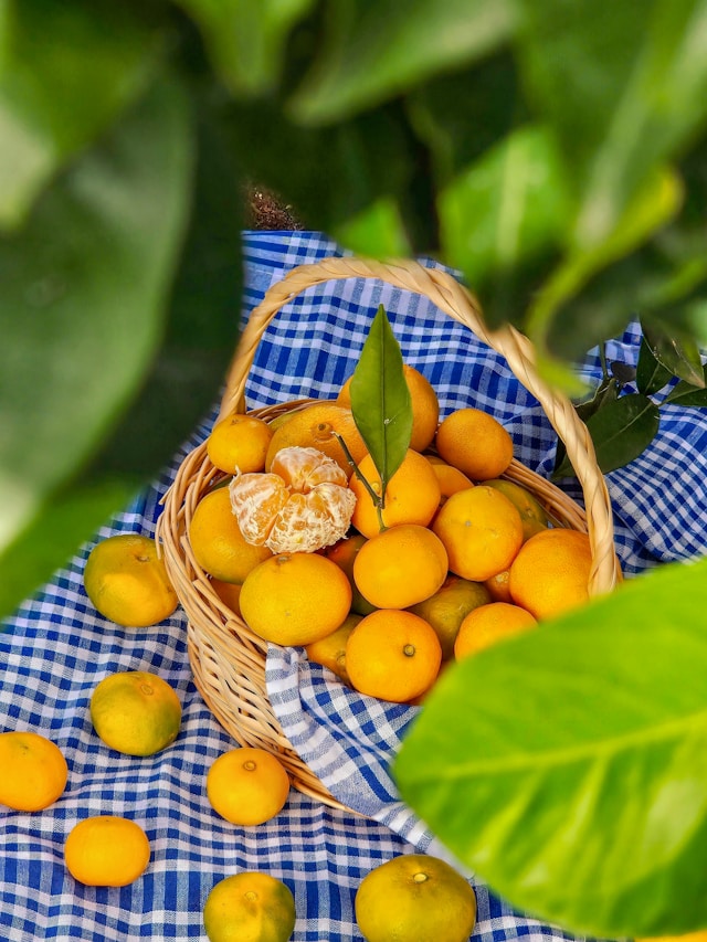 백화점 과일 vs 산지직송 선물세트 퀄리티 비교