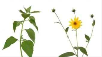 돼지감자 재배 종구 선택 배수로 만들기 수확 건조_6