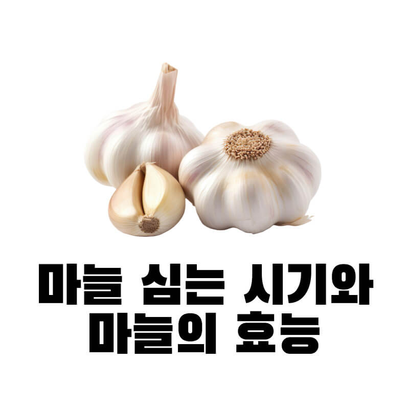 마늘 심는 시기와 마늘의 효능
