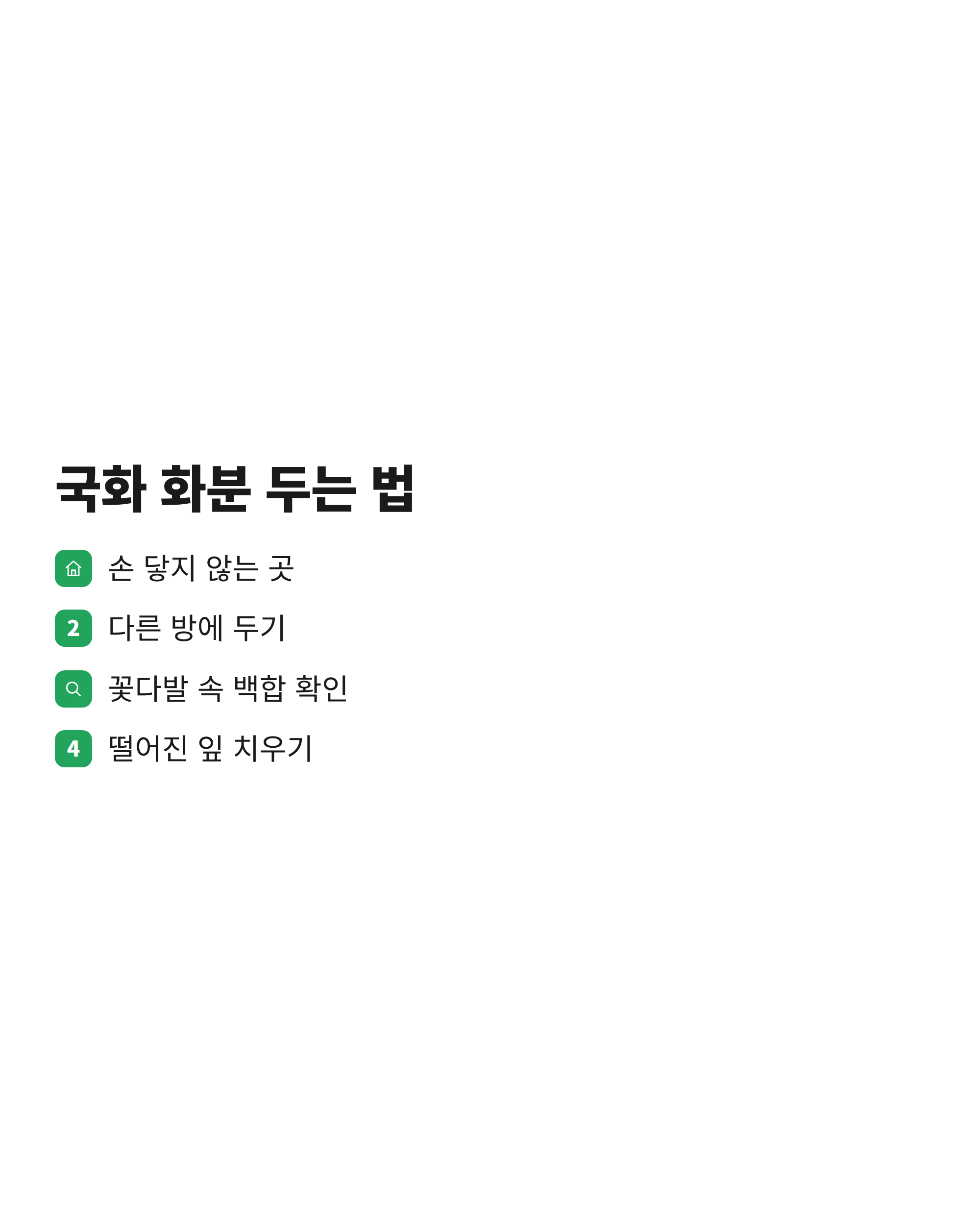 고양이가 있는 집에서 국화 화분을 둘 때 확인할 점
