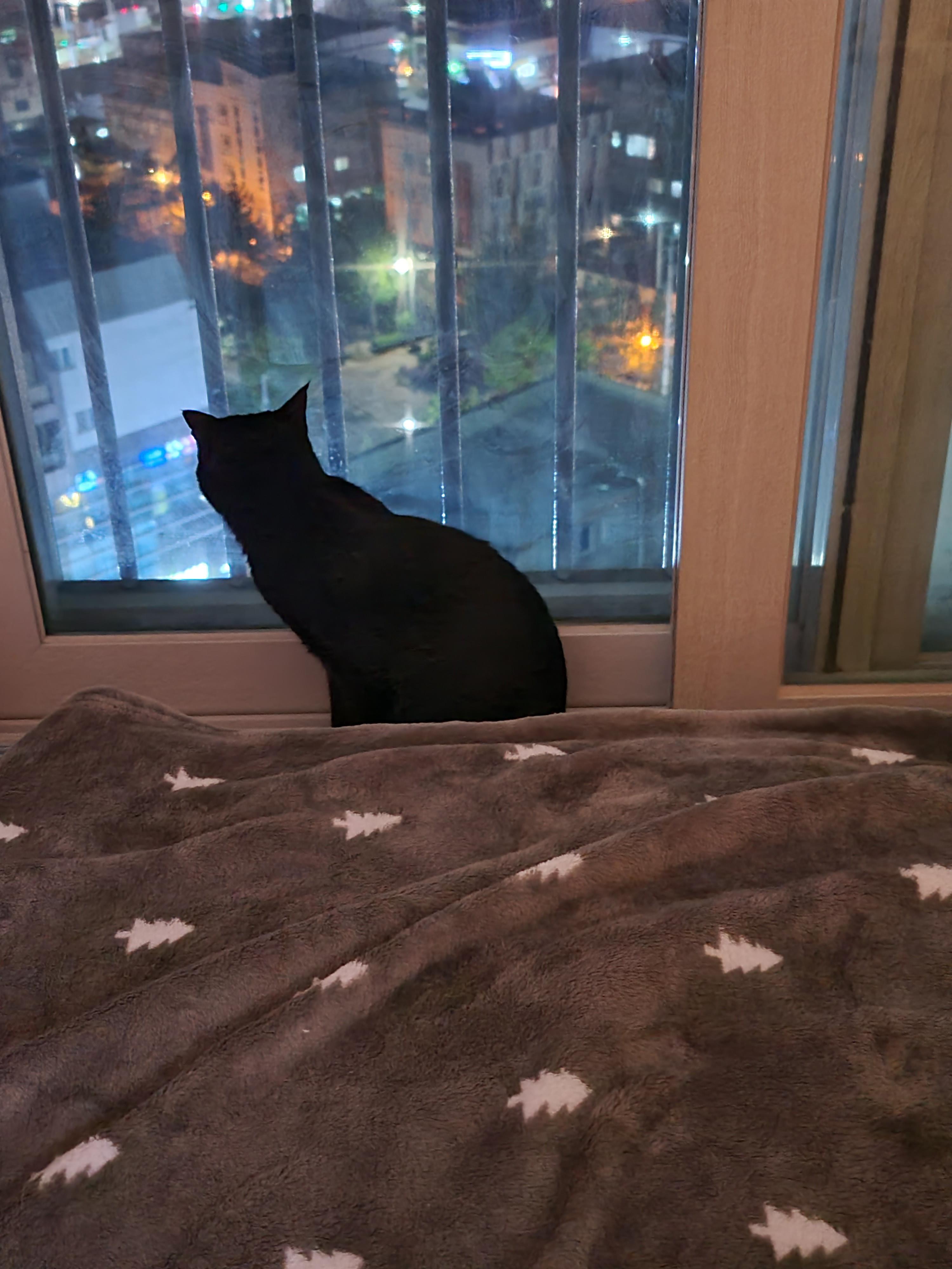 창밖구경을 좋아하는 고양이들의 낙상사고와 가출 예방을 위한 방묘창의 필요성.