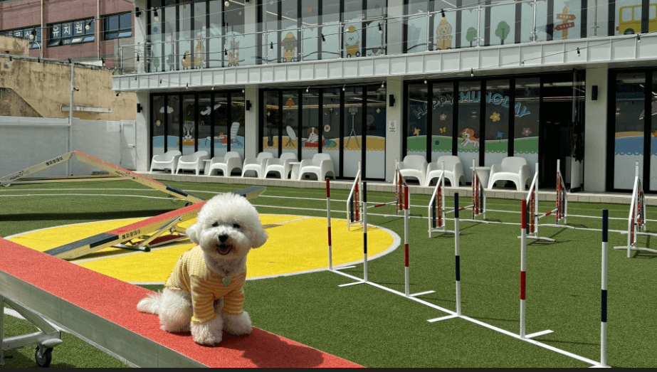 해피멍제이 운동장에서 노는 모습