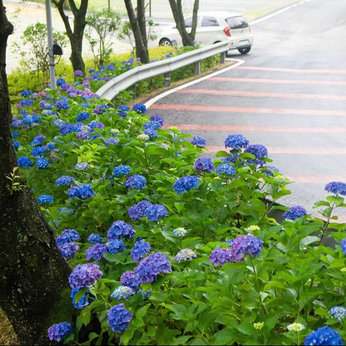 강진수국길축제
