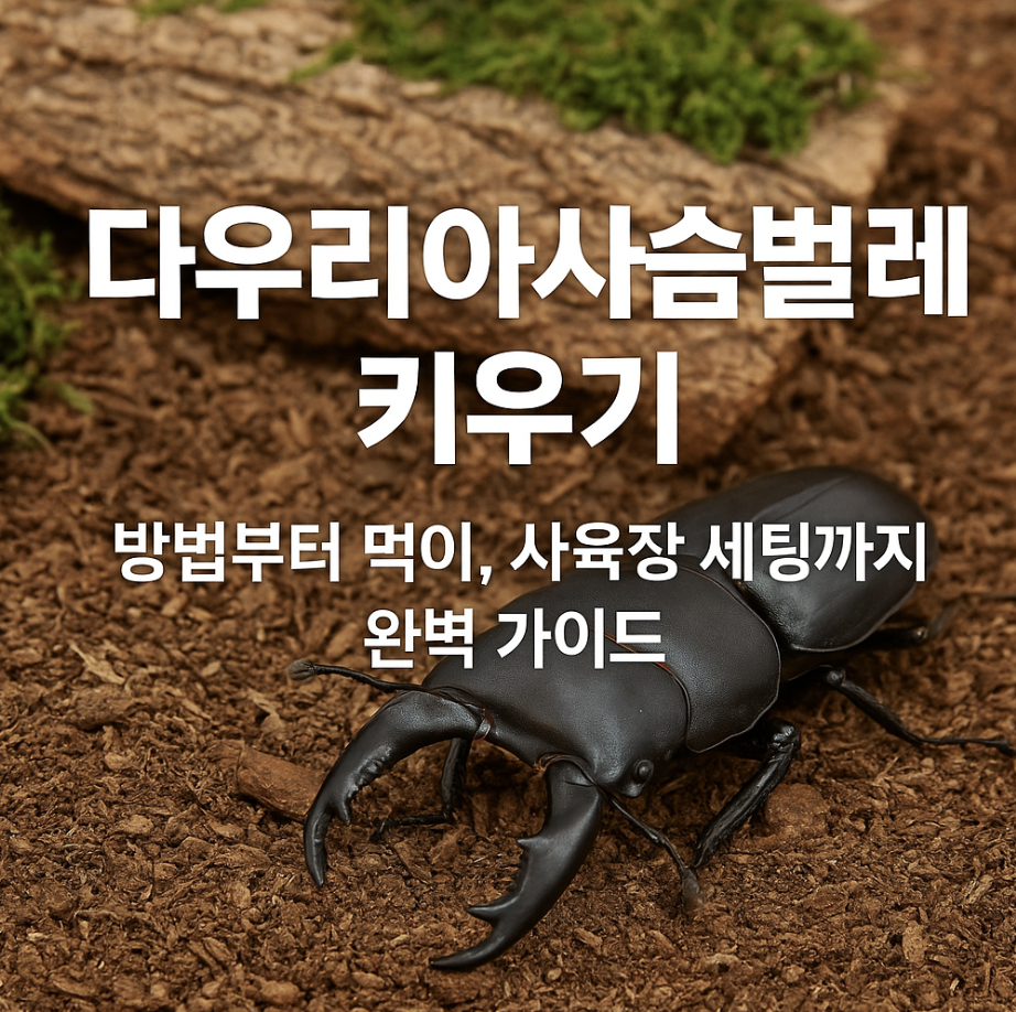 다우리아사슴벌레 키우기 방법부터 먹이, 사육장 세팅까지 완벽 가이드