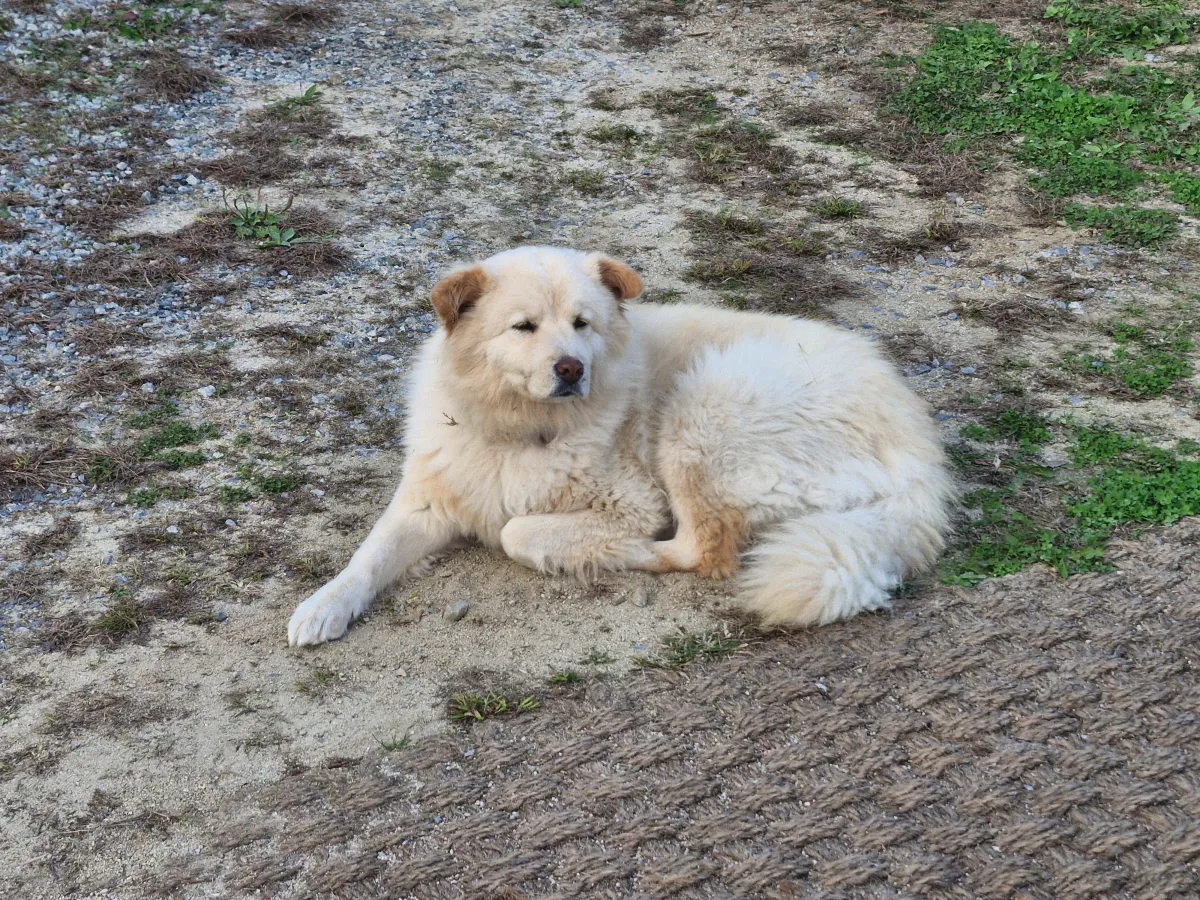 잔디밭-위에-누워있는-강아지