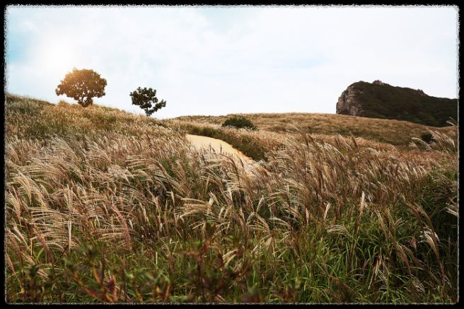 황매산 억새축제, 놓치면 후회할 필수 정보!
