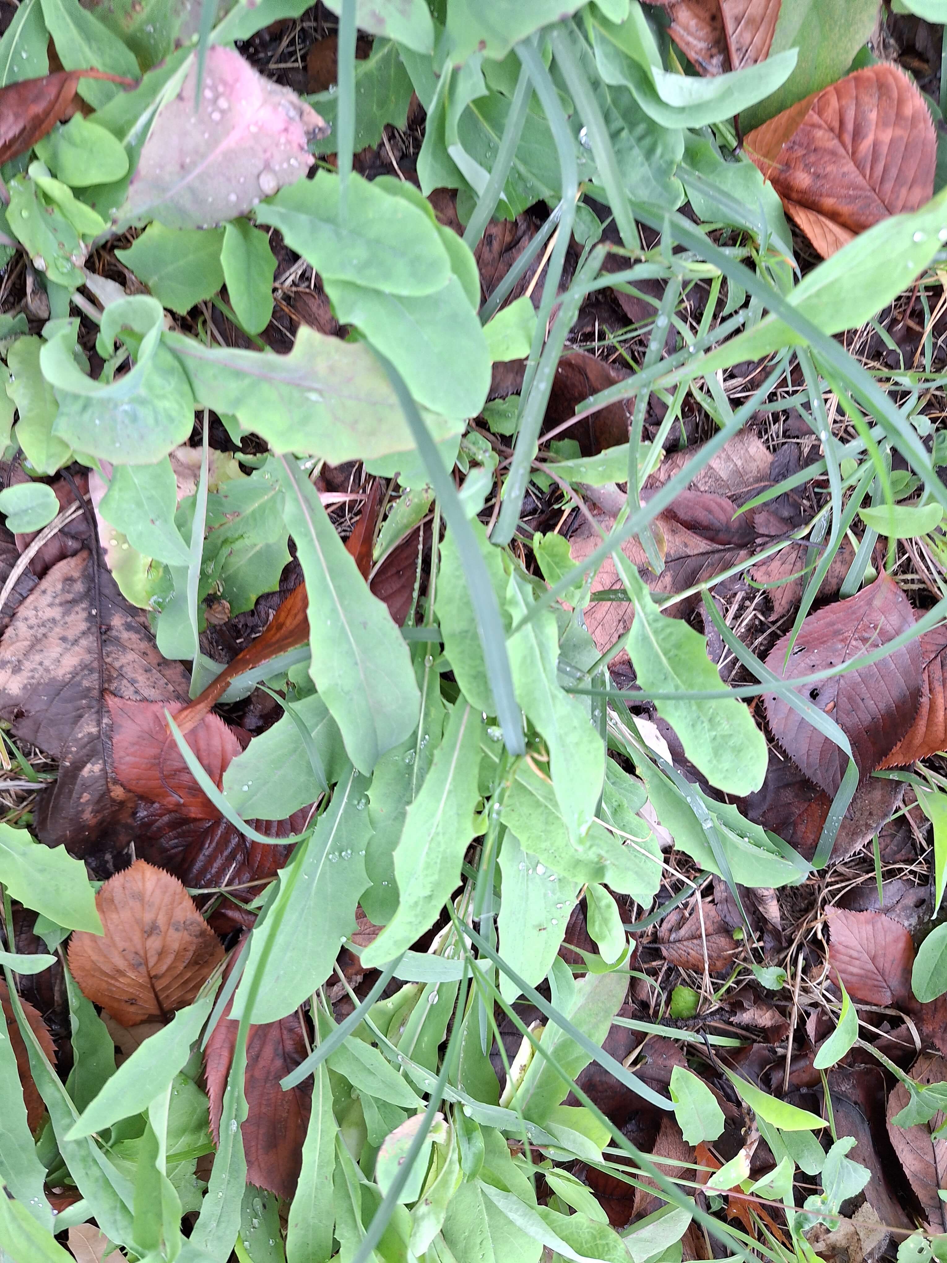 고들빼기 씀바귀 효능 종류 차이점