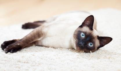 누워있는 샴고양이.