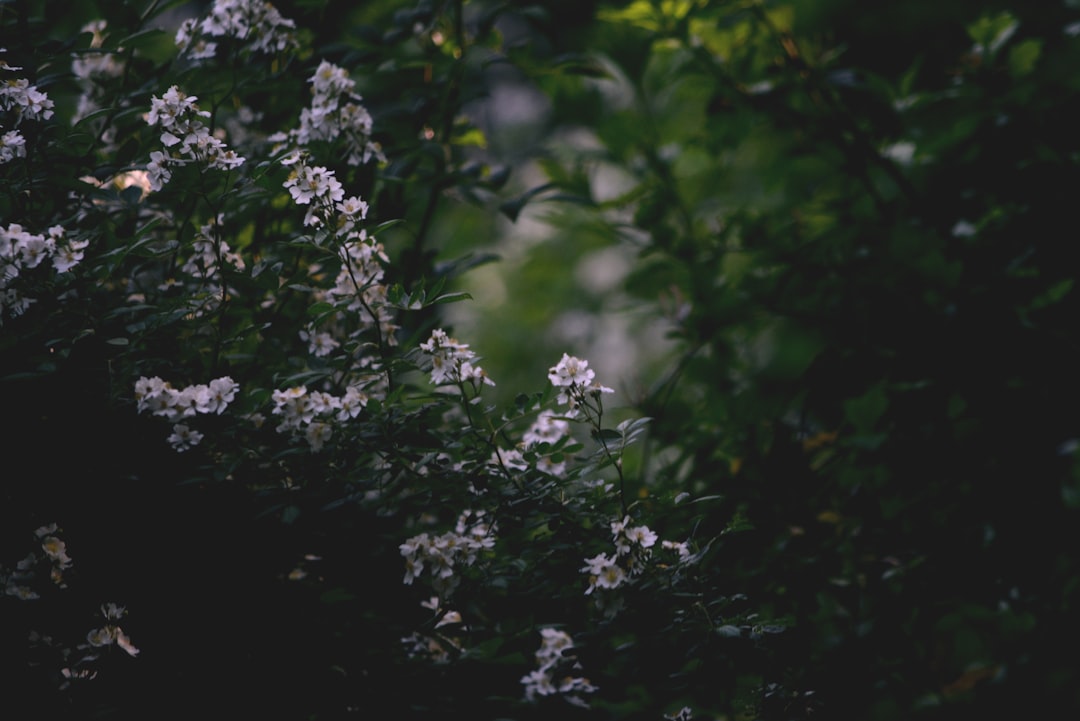 Secret Garden.