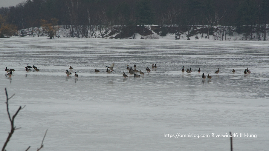 보스톤 찰스강 기러기 Boston goose, Canada goose