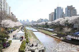 은평의 봄 2024 불광천 벚꽃축제 기본일정 및 프로그램 소개 (김범수 진성 코요태 김소현 하이키 출연) 은평 불광천 봄꽃 마라톤 대회 소개