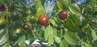 대추 재배 개화기 관리 봉지 씌우기 열매 터짐 예방_6