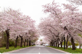 2025년 서울 벚꽃개화시기 예측(+서울 벚꽃 명소추천)