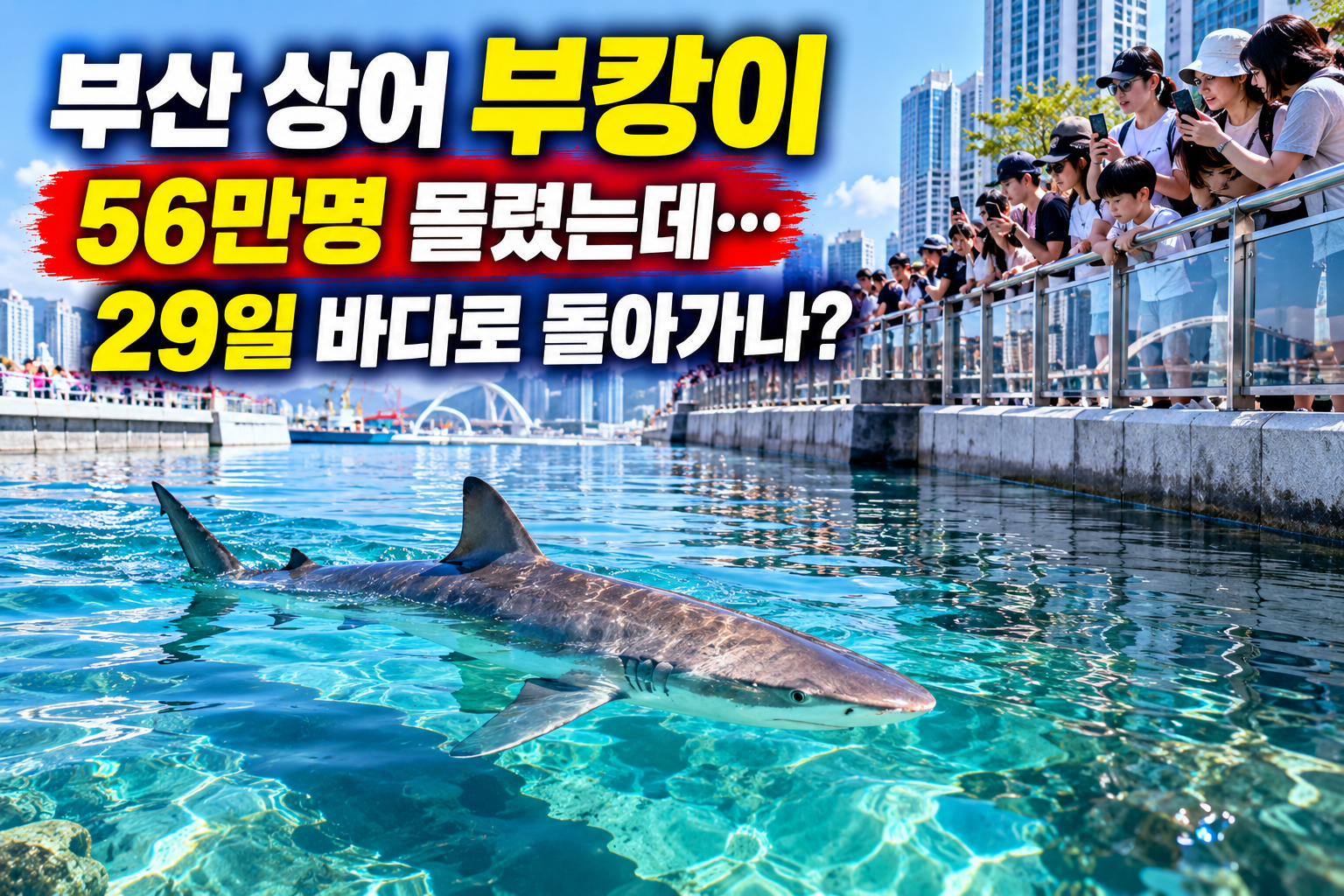 부산 북항 상어 부캉이 29일 외해 이동 구조작전