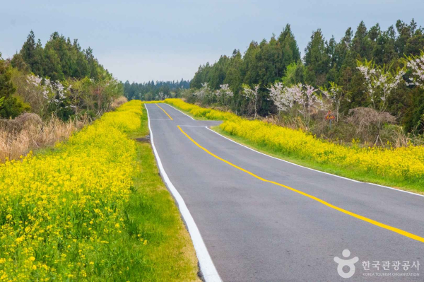 제주도 유채꽃길