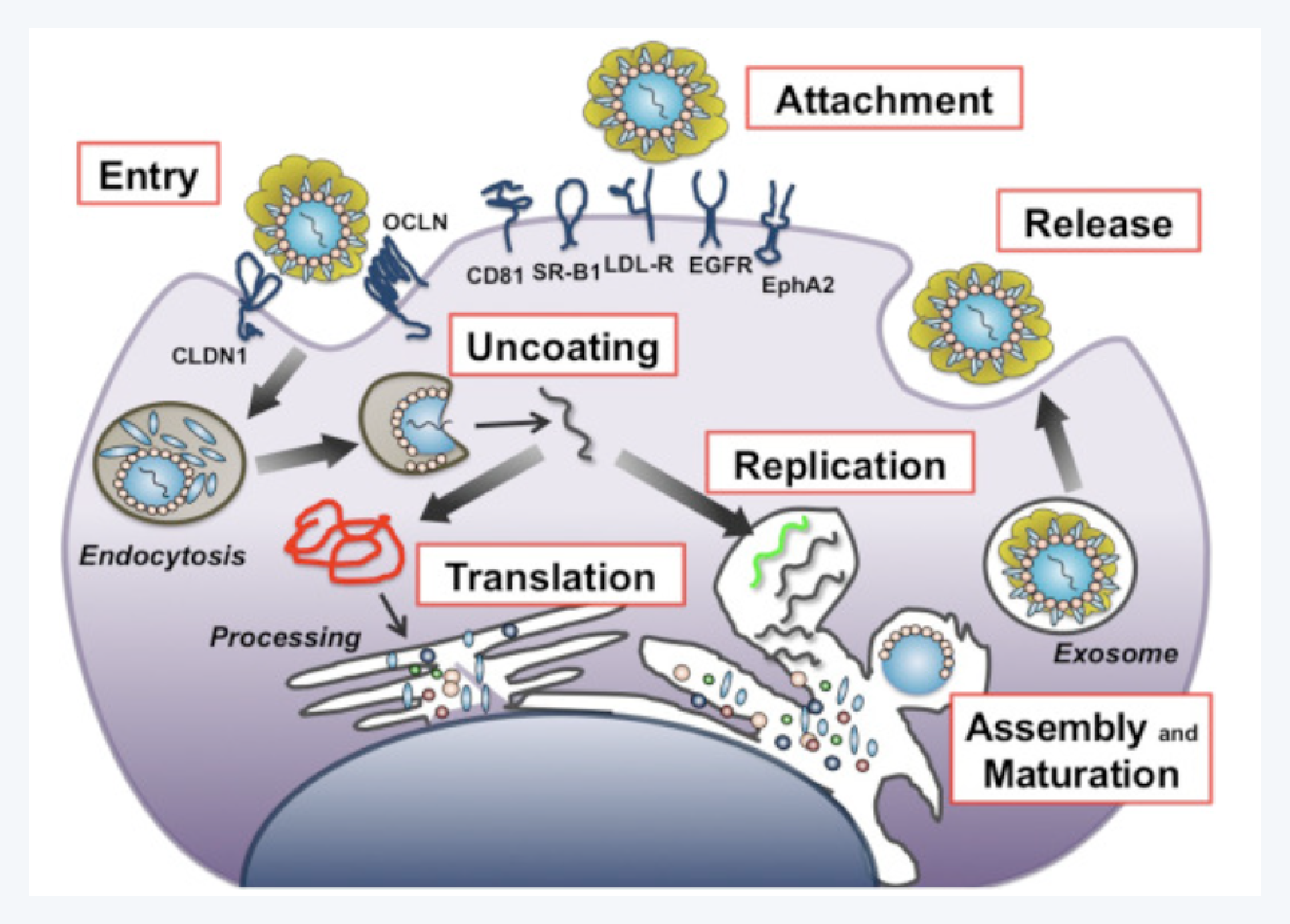 인플루엔자, 독감