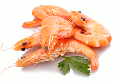 shrimp