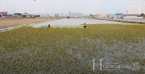 미나리 재배 수로 정비 그늘 재배 여름 관리_7