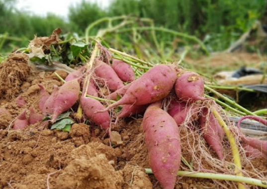 고구마-효능-12가지