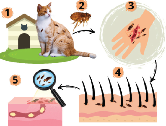 반려동물 상처 감염 예방법 알아보기 관련 이미지