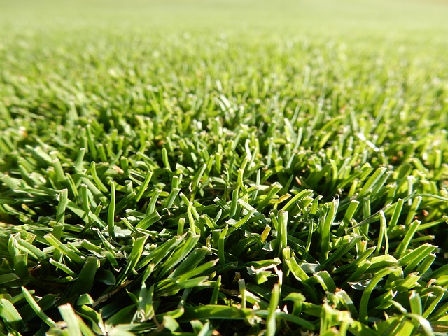 잔디를 확대한 모습