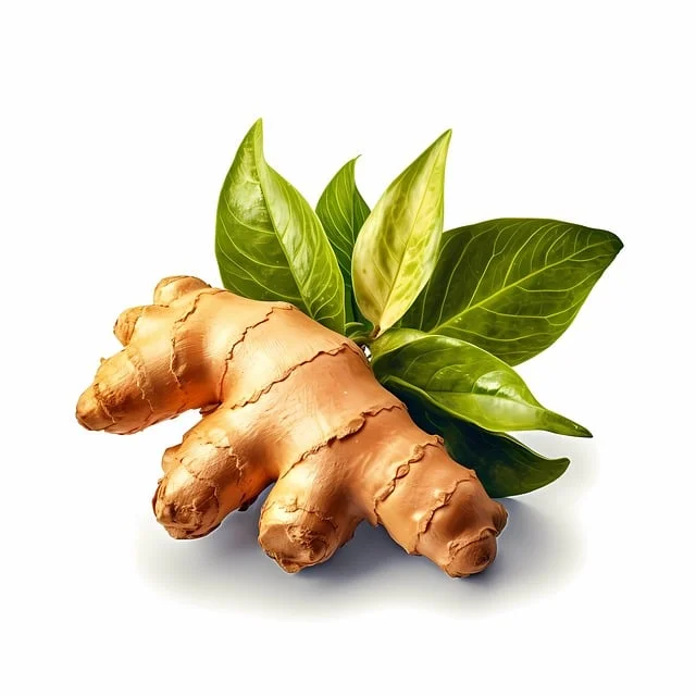 이쁜 생강 사진