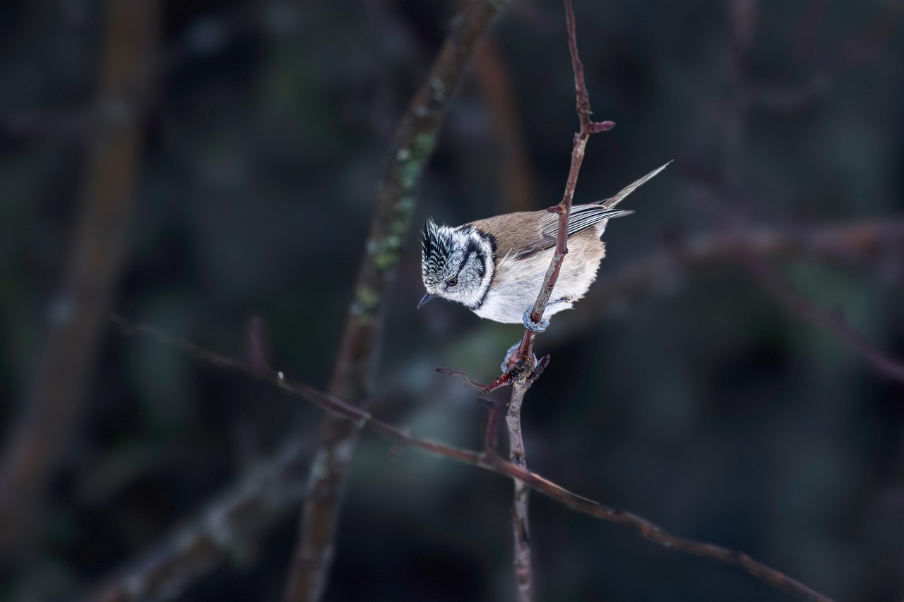 제34편 정서 기반 편향은 교정될 수 있는가: 손실 회피와 현재 편향의 완화 가능성