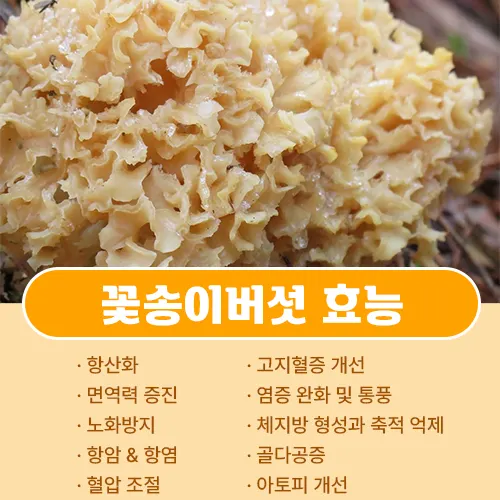 꽃송이버섯 효능