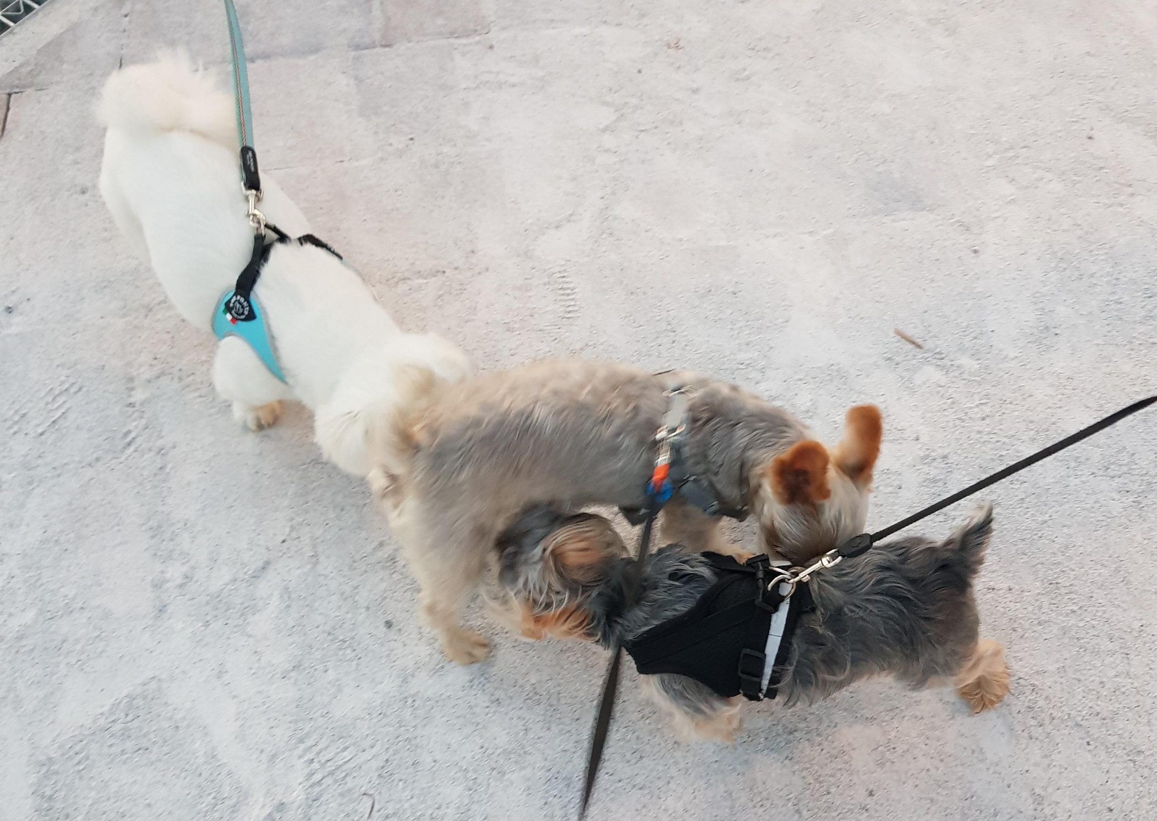 산책하면서 강아지들끼리 인사하는 모습