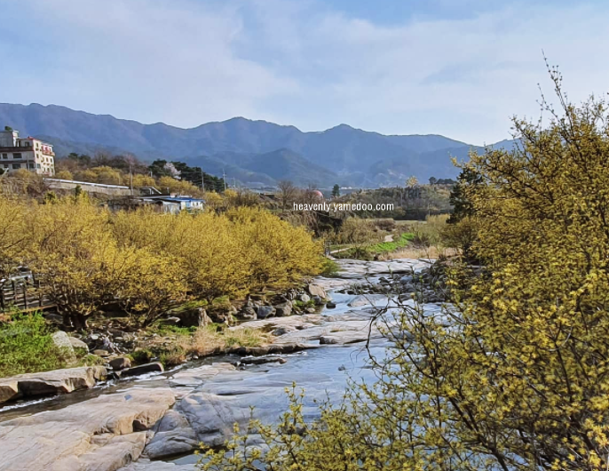구례 산수유축제