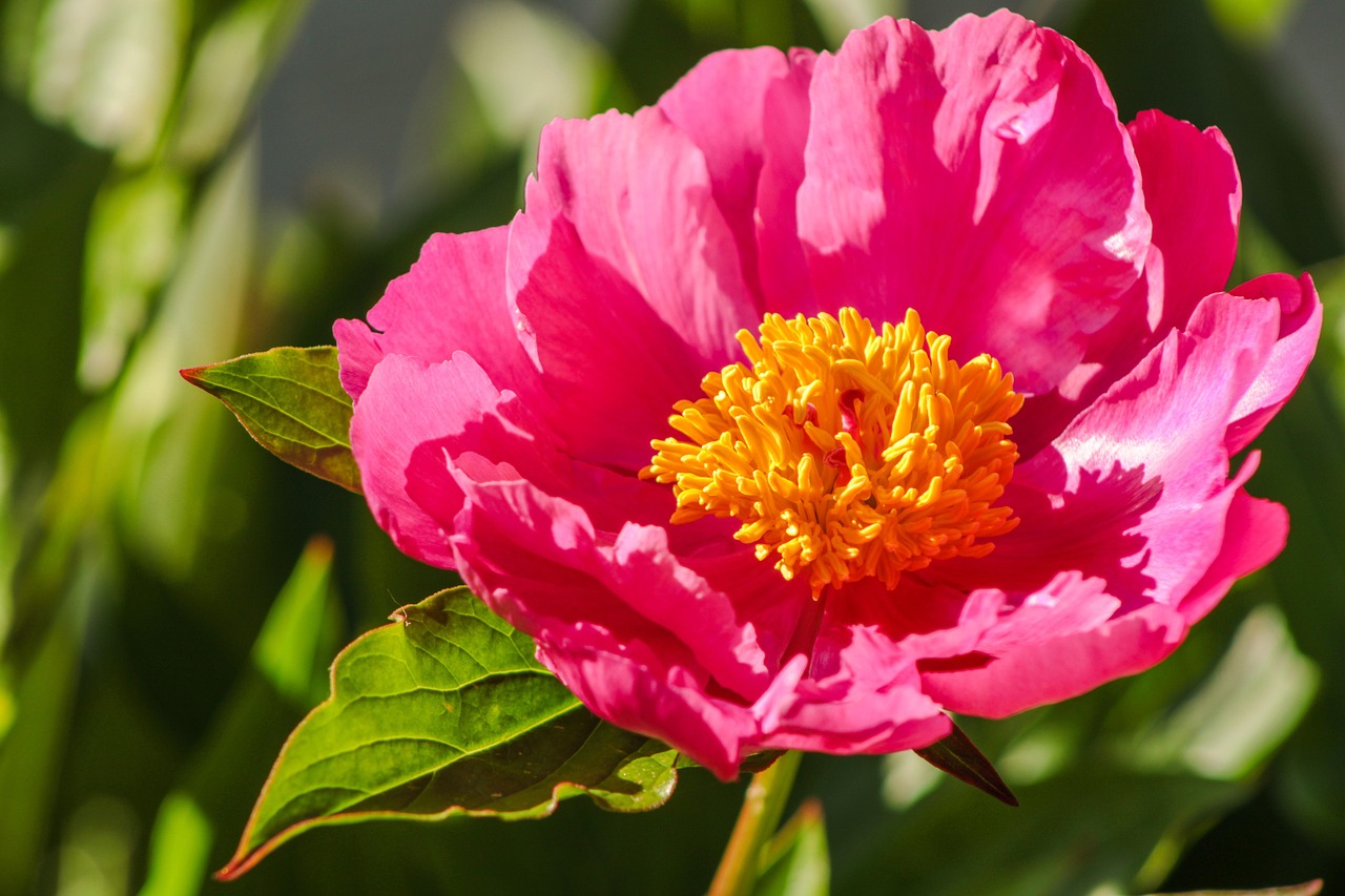 고흥 작약 꽃밭