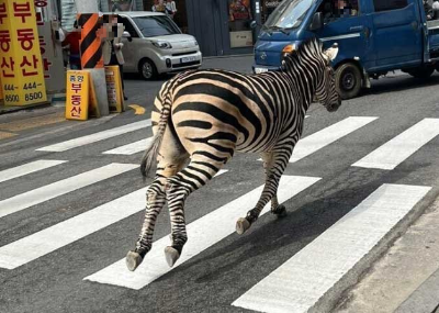 탈출했던 얼룩말 세로