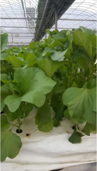 아욱 재배 텃밭 초보 직파 심기 병충해 적음_5