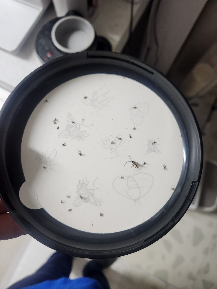 스피세프 흡입식 모기퇴치기