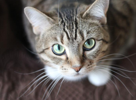 고양이스트레스