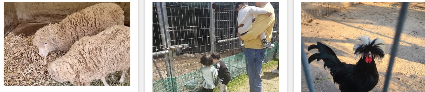 [봄 축제]전남 장흥 하늘빛수목정원 200% 즐기기｜튤립축제부터 동물농장, 체험까지!