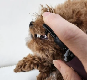 강아지 입냄새, 왜 생기고 어떻게 없앨까? 5가지 관리 팁