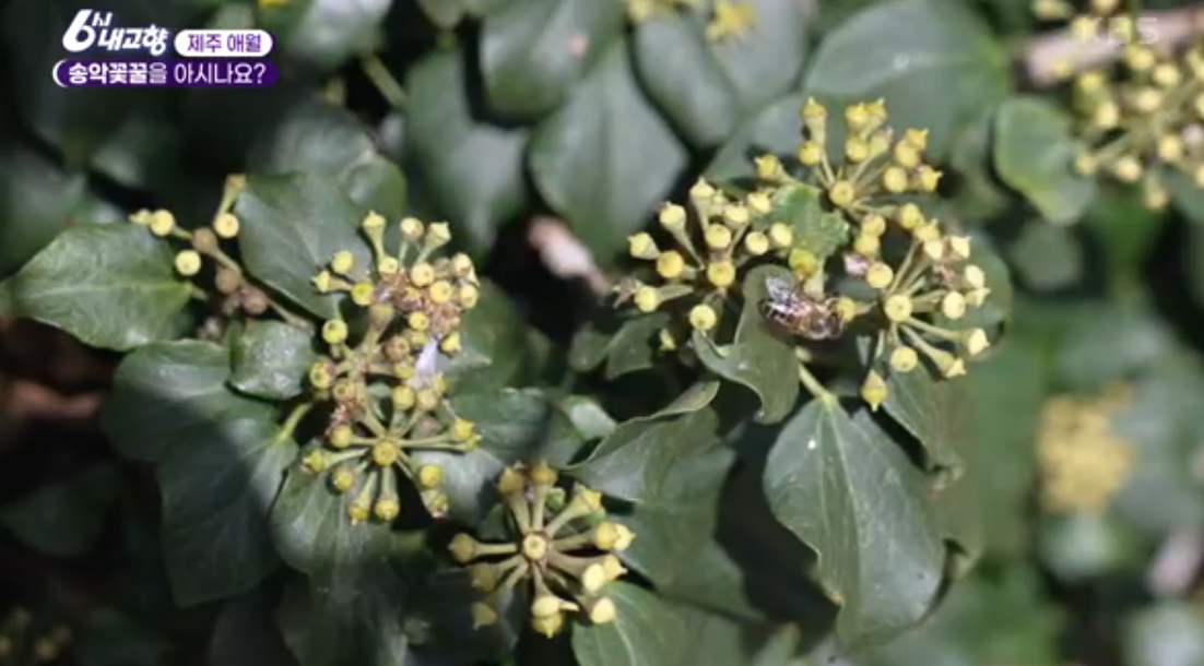  제주 송악꽃꿀