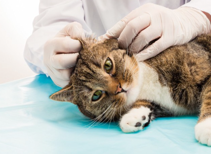 왼쪽 귀를 진찰받고 있는 고양이.