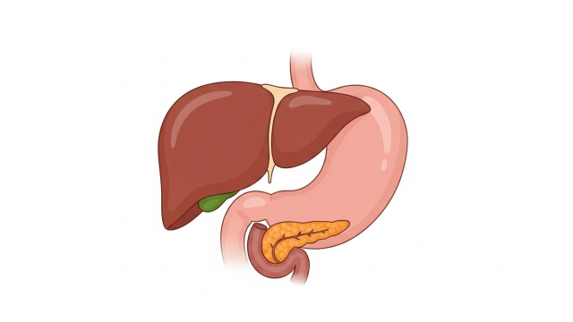췌장암 초기증상 췌장 위치 해부도