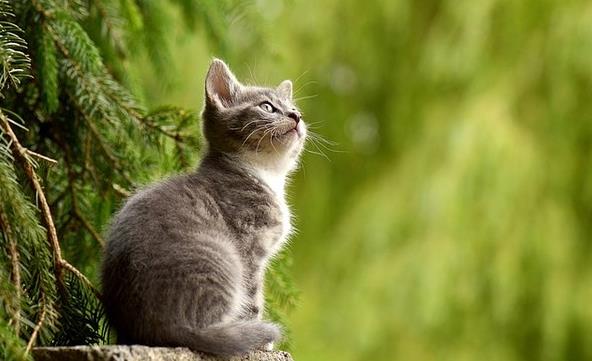 고양이