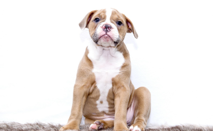 피부병 치료 방법 관련 사진