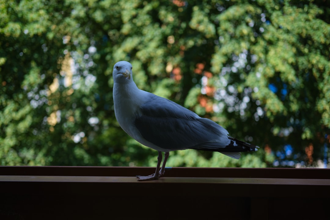 Visitor