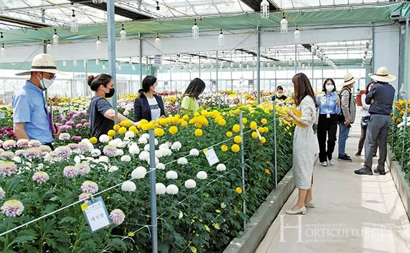 국화 재배 절화용 키우기 생장 조절 개화 유도_3