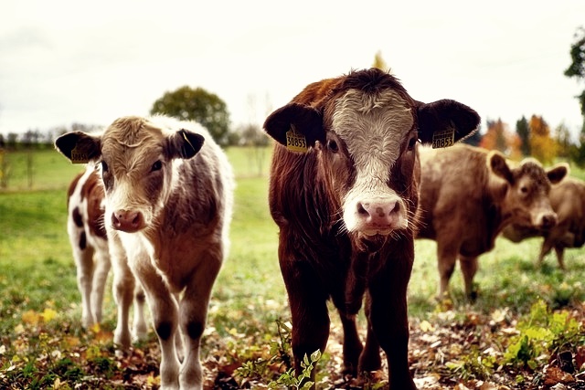 농업경영체등록확인서