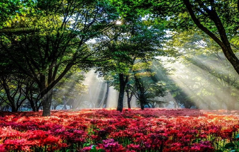 영광 불갑산 상사화