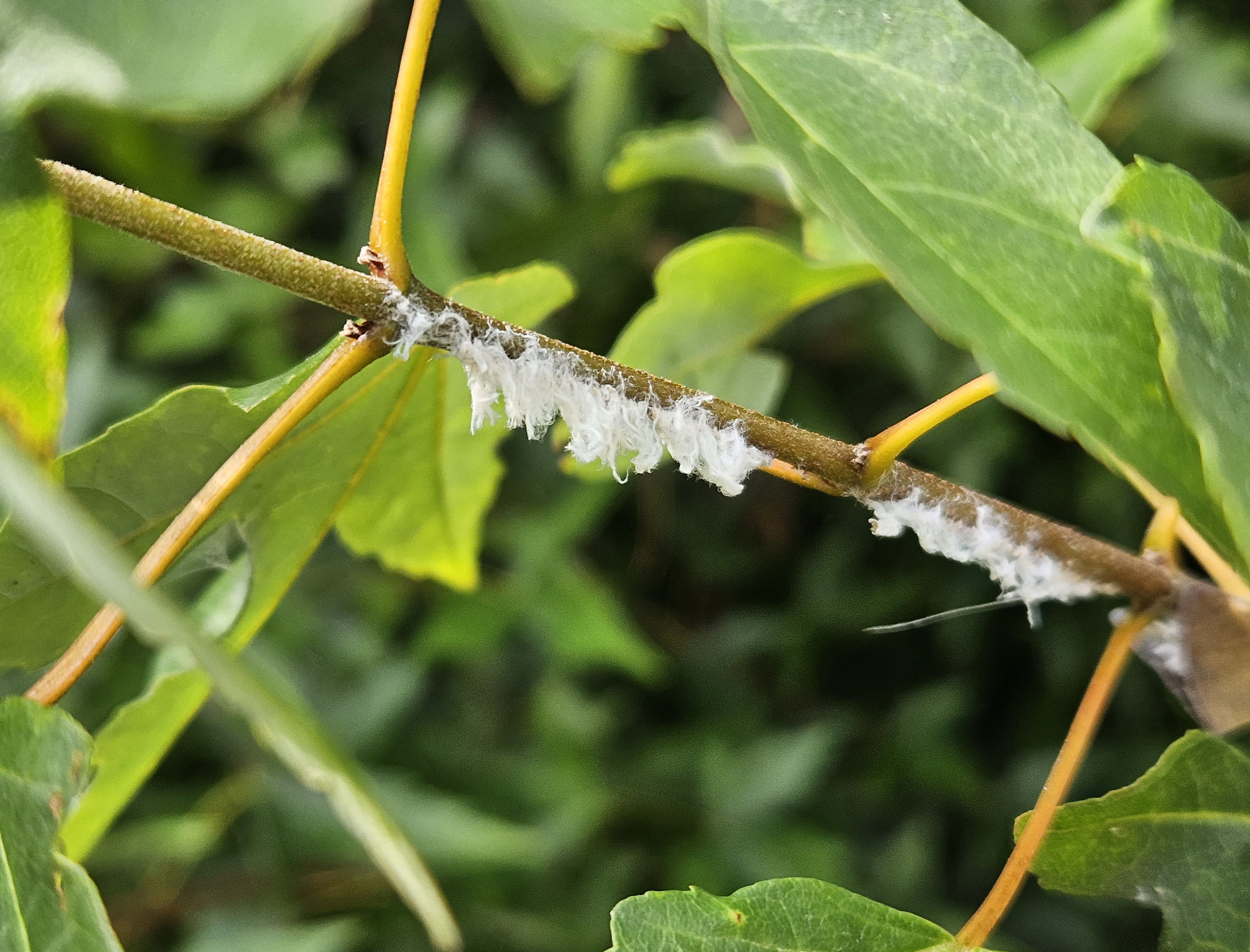 갈색날개매미충6