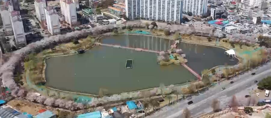 양산호수공원 벚꽃길