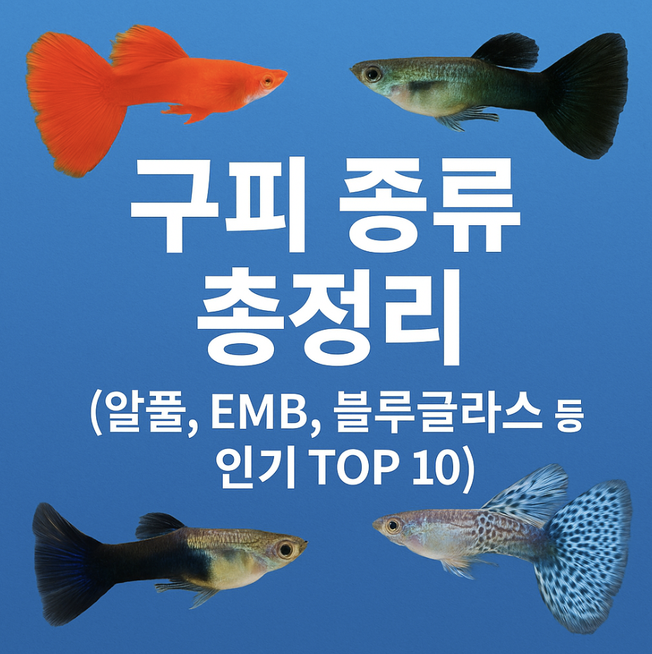 구피 종류 총정리 (알풀, EMB, 블루글라스 등 인기 TOP 10)