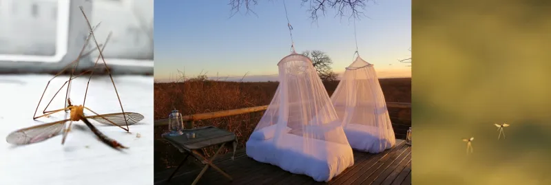 뎅기열 예방접종